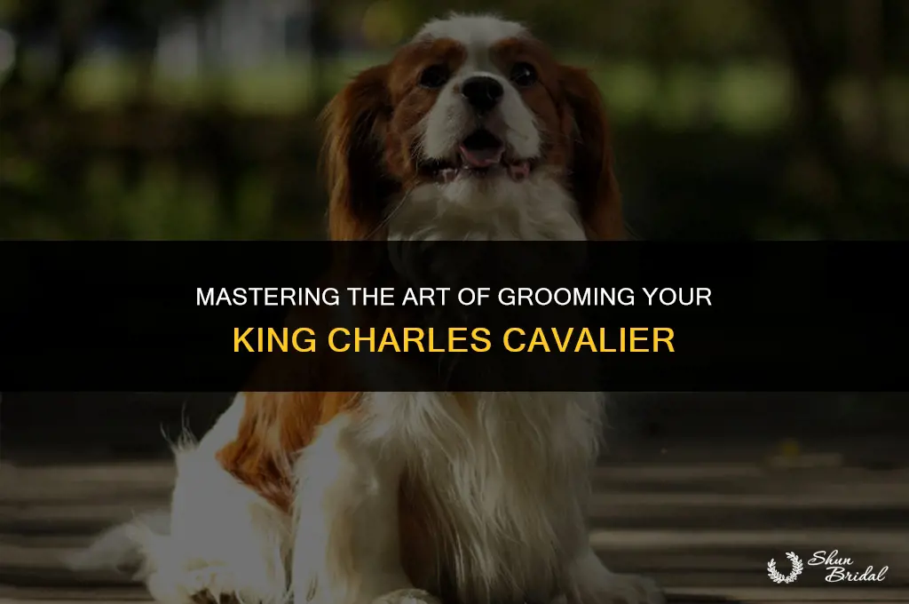 how to groom king charles cavalier