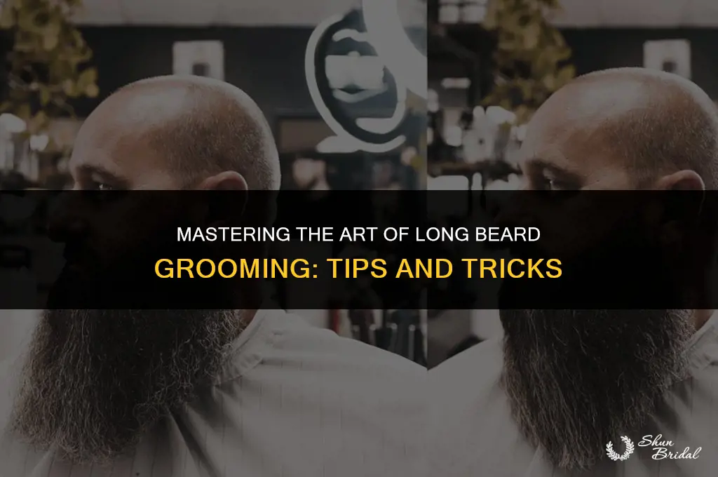 how to groom long beard