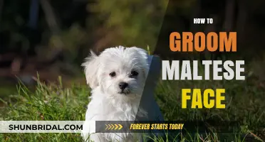 Mastering the Art of Grooming Your Maltese's Face