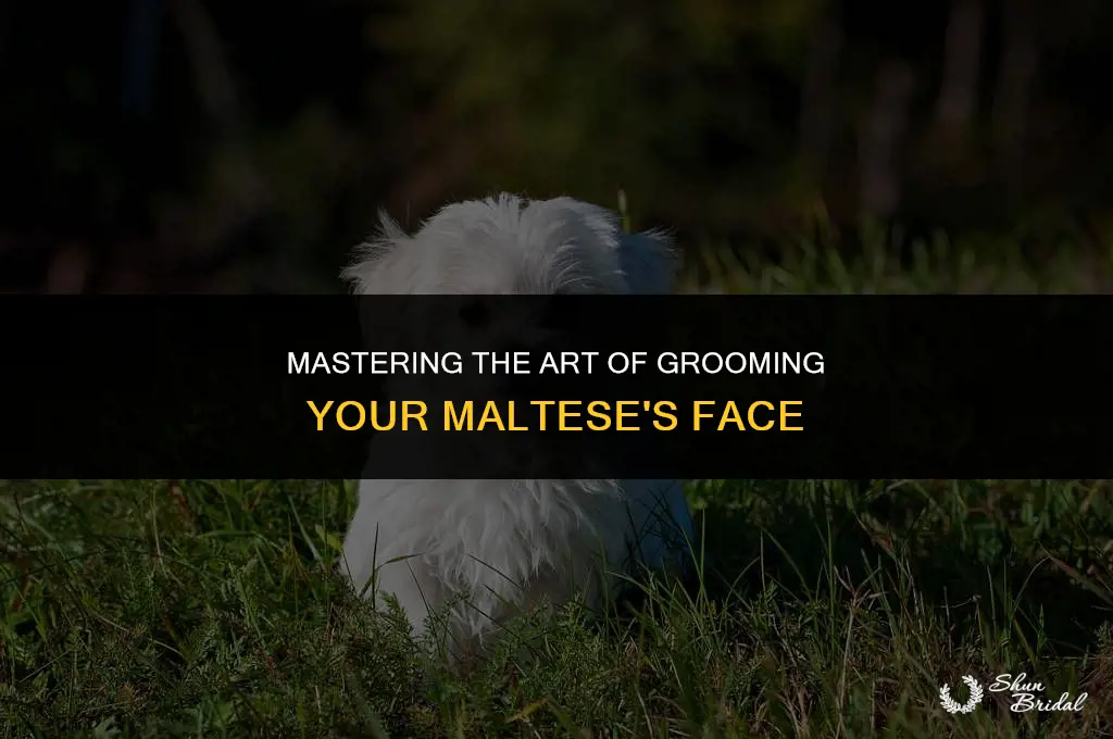 how to groom maltese face