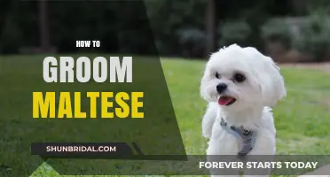 Mastering the Art of Grooming Your Maltese Companion