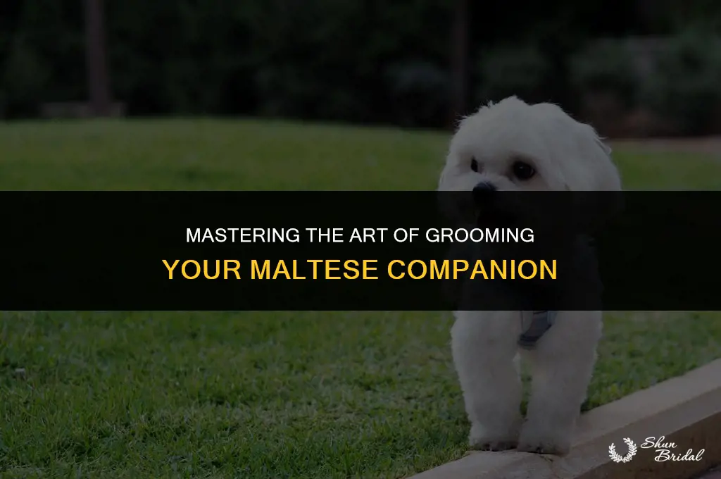 how to groom maltese