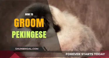Mastering the Art of Pekingese Grooming: A Comprehensive Guide