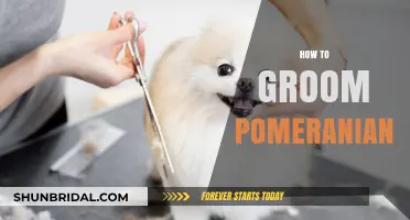 Mastering the Art of Pomeranian Grooming: A Comprehensive Guide