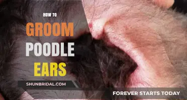 Mastering Poodle Ear Grooming: A Step-by-Step Guide