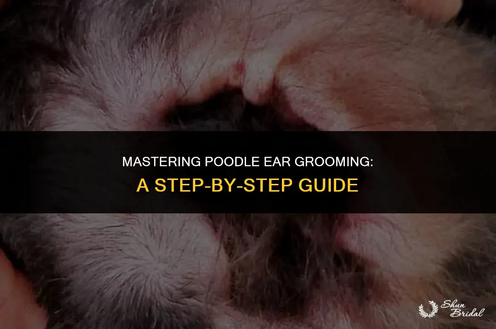 how to groom poodle ears