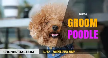 Mastering Poodle Grooming: A Step-by-Step Guide for Perfect Results