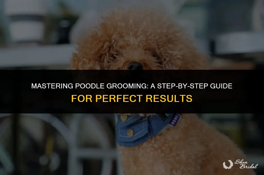 how to groom poodle