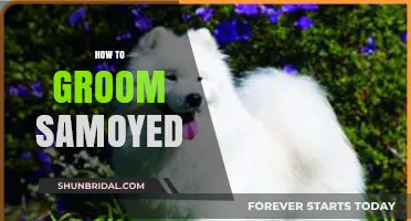 Mastering the Art of Samoyed Grooming: A Comprehensive Guide