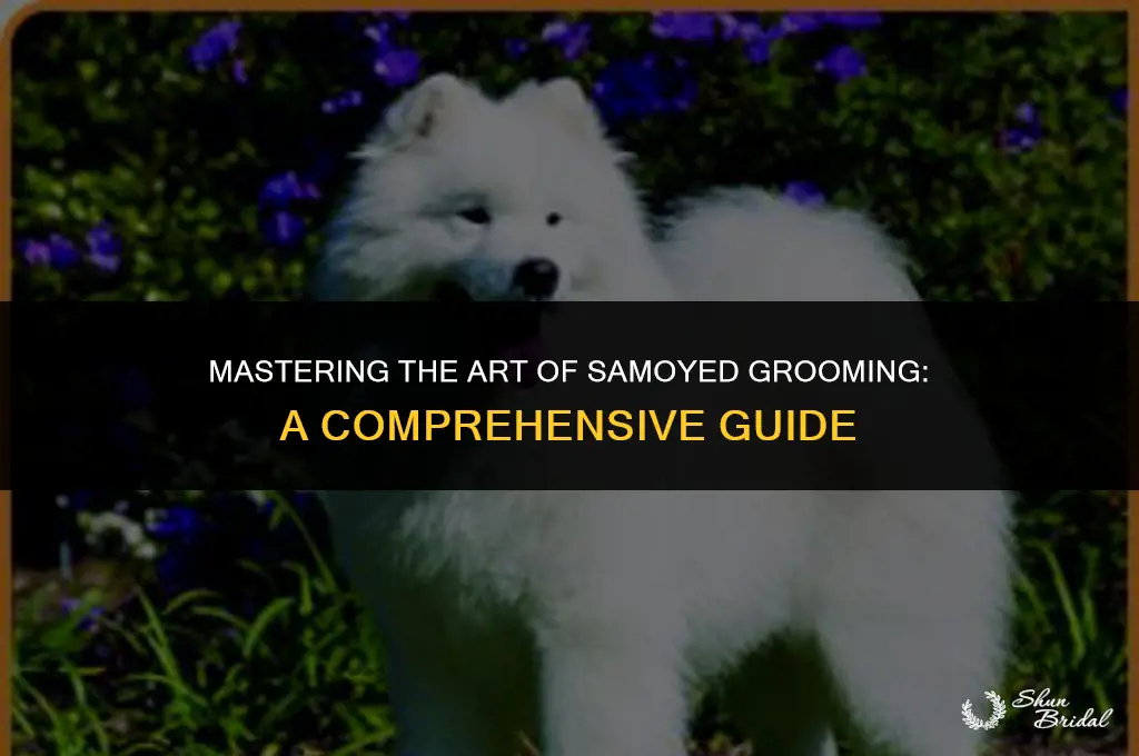 how to groom samoyed