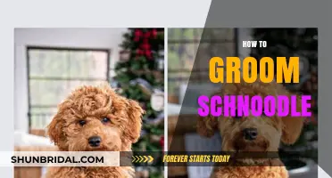 Schnoodle Grooming 101: Tips for Keeping Your Furry Friend Looking Fabulous