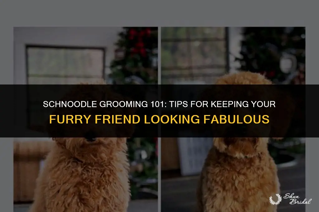 how to groom schnoodle
