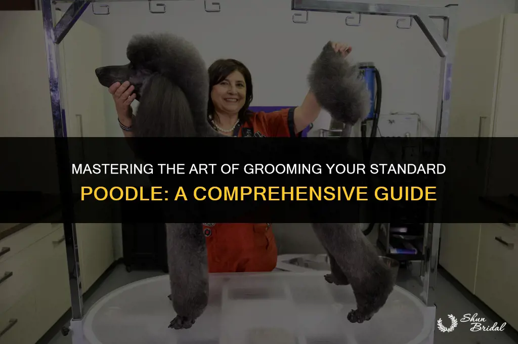 how to groom standard poodle