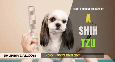 Mastering the Art of Shih Tzu Facial Grooming: A Step-by-Step Guide