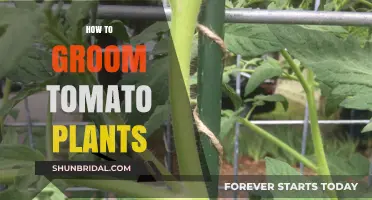 Essential Tips for Grooming Your Tomato Plants for Optimal Growth