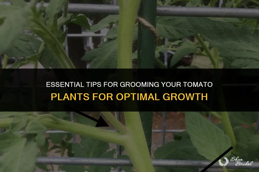how to groom tomato plants