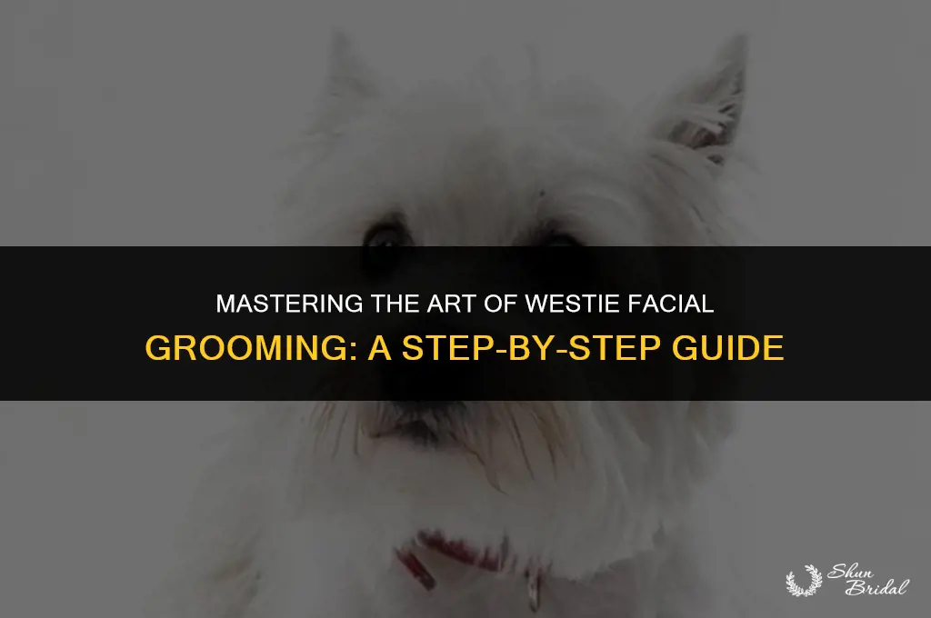 how to groom westie face