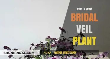Growing Bridal Veil Plants: Easy Care Tips for Lush Foliage