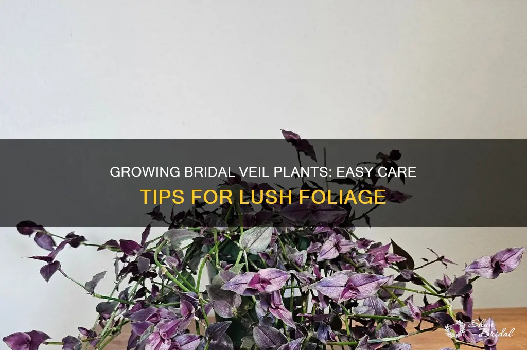 how to grow bridal veil plant