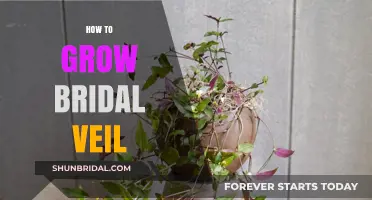 Growing Bridal Veil Plants: Easy Care Tips for Lush Foliage