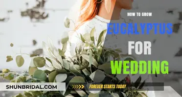 Growing Eucalyptus for Weddings: A Step-by-Step Guide to DIY Decor
