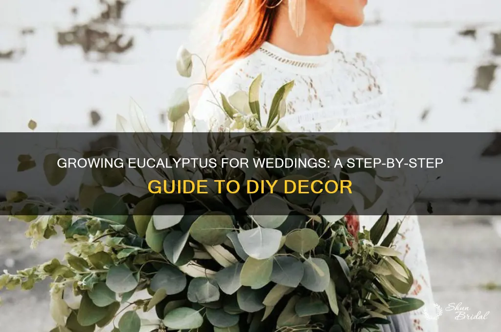 how to grow eucalyptus for wedding