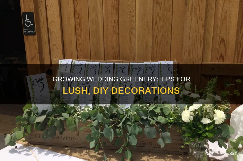 how to grow greenery for wedding