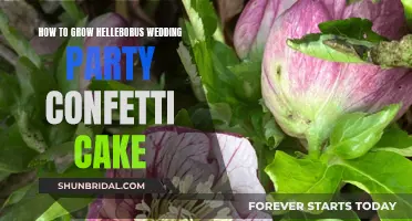 Grow 'Wedding Party Confetti Cake' Helleborus: A Step-by-Step Guide