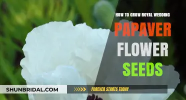 Growing Royal Wedding Papaver: A Step-by-Step Seed Guide