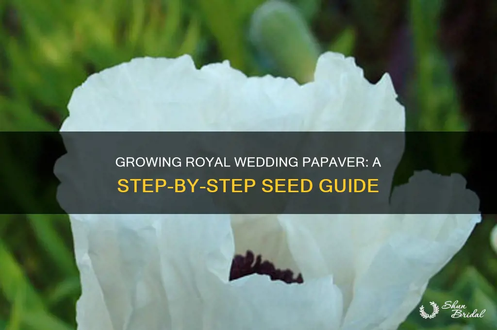 how to grow royal wedding papaver flower seeds