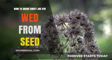 Growing Sweet Joe Pye Weed: A Step-by-Step Seed Guide
