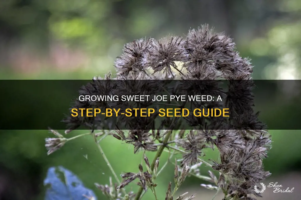 how to grow sweet joe oye wed from seed