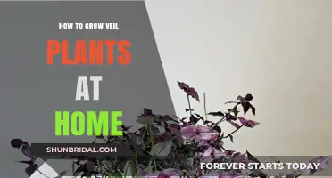 Growing Veil Plants: Simple Tips for Thriving Indoor Greenery at Home