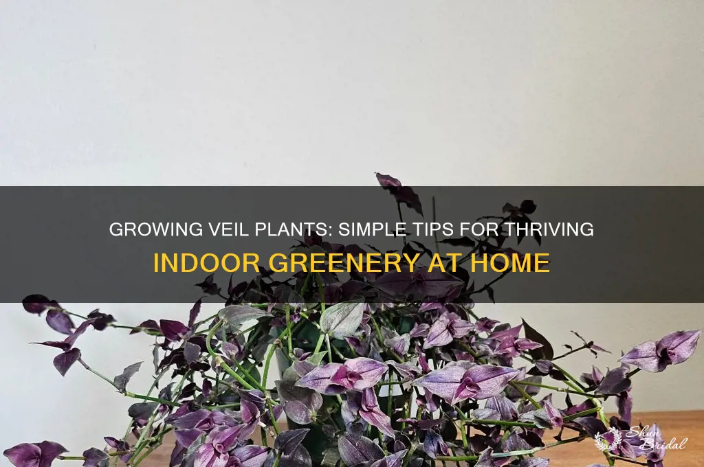 how to grow veil plants at home
