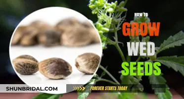 Mastering Weed Seed Cultivation: Essential Tips for Successful Growth