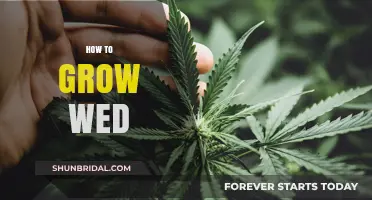 Mastering Weed Cultivation: Essential Tips for Growing Cannabis Successfully