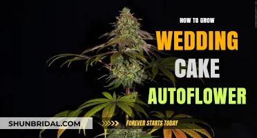 Mastering the Art of Growing Wedding Cake Autoflower: A Comprehensive Guide