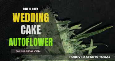 The Ultimate Guide to Growing Wedding Cake Autoflower