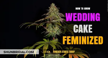 Mastering the Art of Growing Wedding Cake Feminized: A Comprehensive Guide