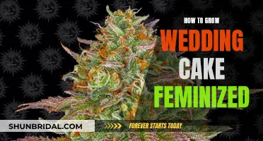 Growing Wedding Cake Feminized: A Step-by-Step Guide