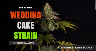 Cultivating the Sweetest Strain: A Guide to Growing Wedding Cake