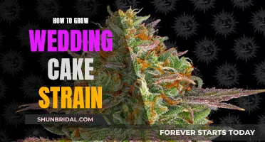 The Ultimate Guide to Growing Wedding Cake Strain