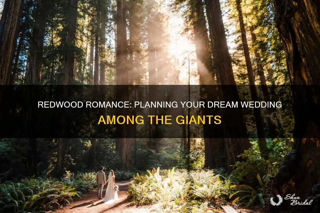 how to have a wedding at the redwoods