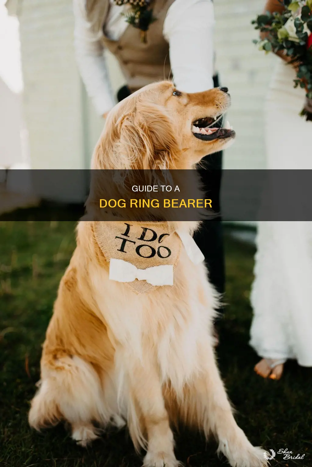 how to have dog as ring bearer