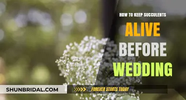 Succulent Wedding Prep: Tips to Keep Your Plants Alive Until the Big Day