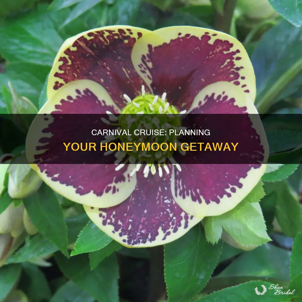 how to let carnival know honeymoon on cruise