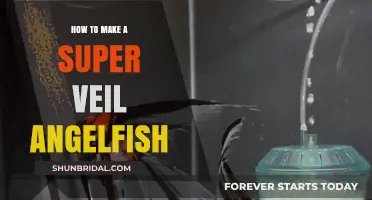 Mastering the Art of Breeding Super Veil Angelfish: A Guide
