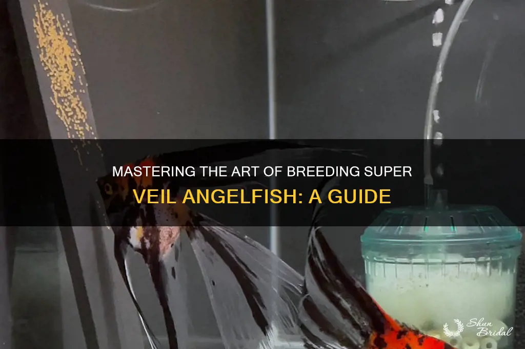 how to make a super veil angelfish