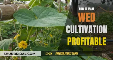 Wed Cultivation: Maximizing Profits with Smart Strategies