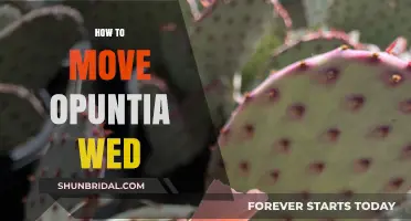 Mastering the Art of Moving Opuntia Wed: Tips and Tricks